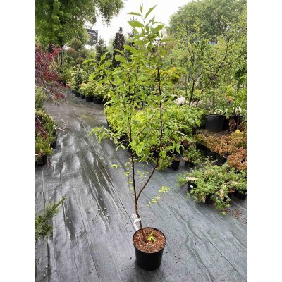 Саджанці купити Лох багатоквітковий / Гумі (Elaeagnus multiflora) / H 170-180 см / контейнер С12 L