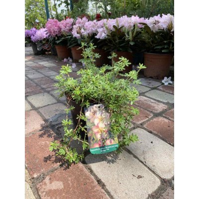 Саджанці купити Перстач чагарниковий (Potentilla fruticosa) "Glamour Girl"/ контейнер С2 L