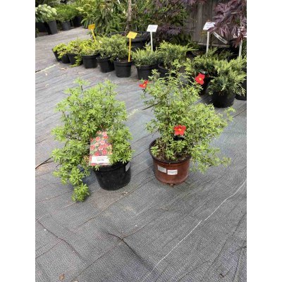 Саджанці купити Перстач чагарниковий (Potentilla fruticosa) "Red Ace"/ контейнер С5 L