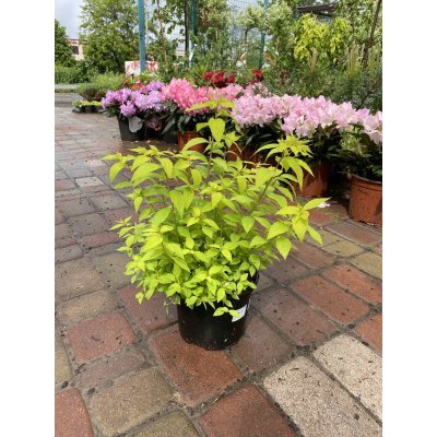 Саджанці купити Спірея японська (Spiraea japonica) "Goldmound" / контейнер C2 L