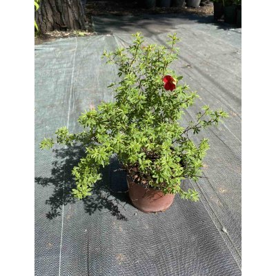 Саджанці купити Перстач чагарниковий (Potentilla fruticosa) "Marian Red Robin" / контейнер С5 L