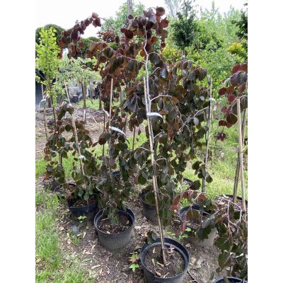 Саджанці купити Бук лісовий (Fagus sylvatica) "Purple Fountain" /Н 100-120 см/контейнер С7.5 L
