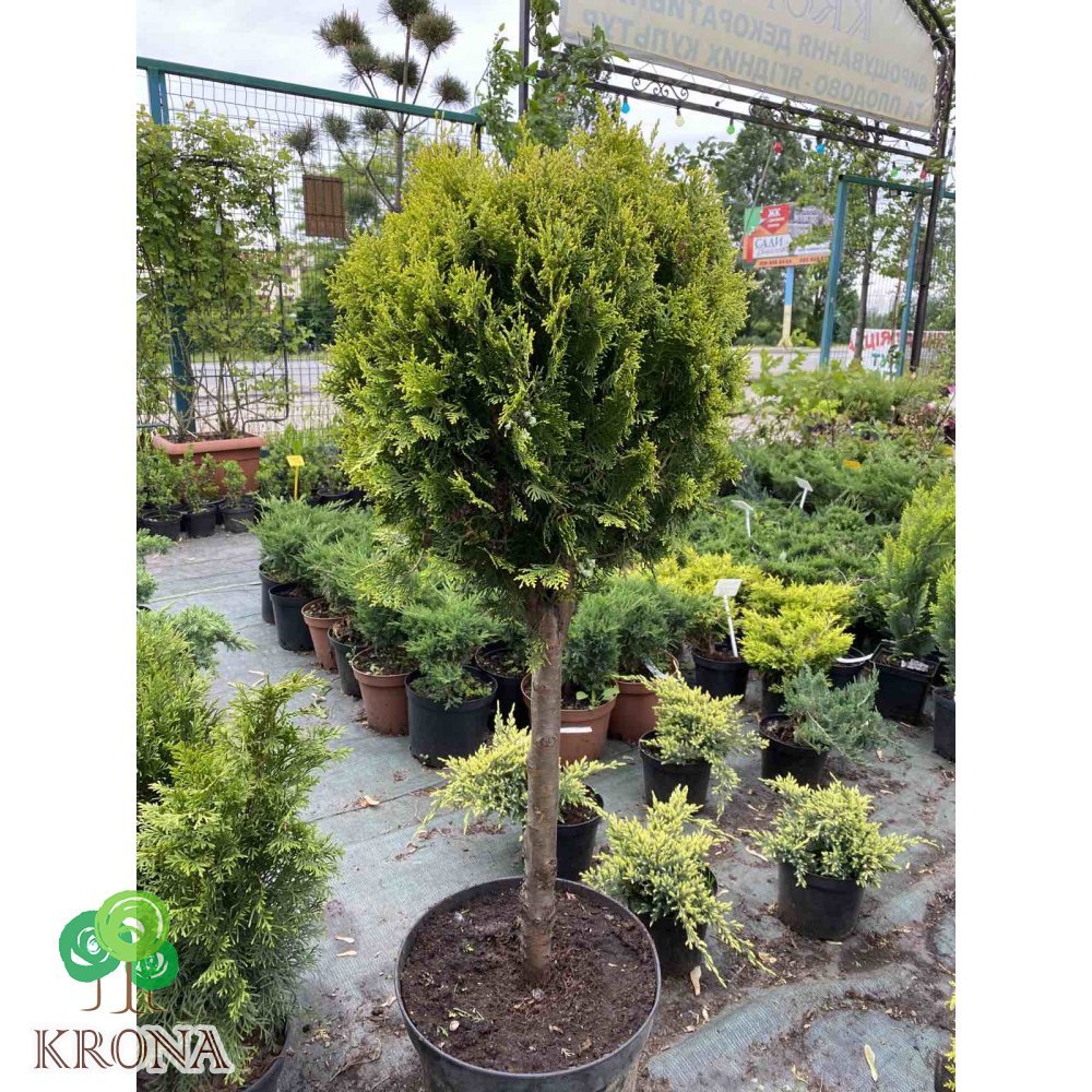 Саджанці купити Туя східна  "Ауреа Нана"/  (Thuja orientalis "Aurea Nana") /Stam 50 см/контейнер  С 20 L        