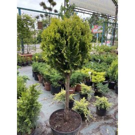 Туя східна  "Ауреа Нана"/  (Thuja orientalis "Aurea Nana") /Stam 50 см/контейнер  С 20 L        