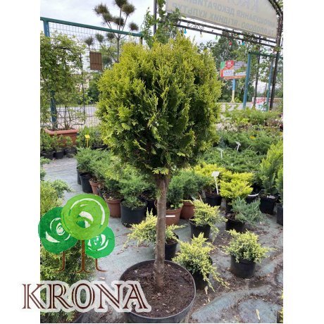Саджанці купити Туя східна  "Ауреа Нана"/  (Thuja orientalis "Aurea Nana") /Stam 50 см/контейнер  С 20 L        