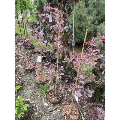 Саджанці купити Бук лісовий (Fagus sylvatica) "Purpurea Tricolor" /Н 130-170 см/контейнер С5 L