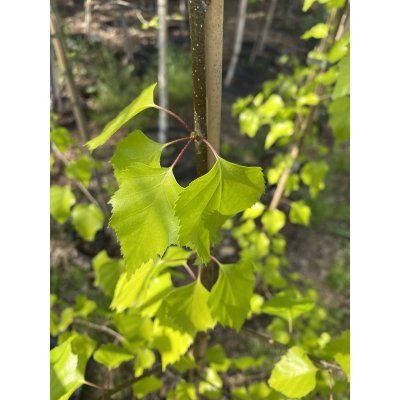 Саджанці купити Береза повисла (Betula pendula) "Golden Beauty"/H 140-150 см/контейнер С5 L