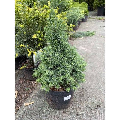 Саджанці купити Ялина канадська (Picea glauca) "Sanders Blue" / Н 30 см / контейнер C3 L