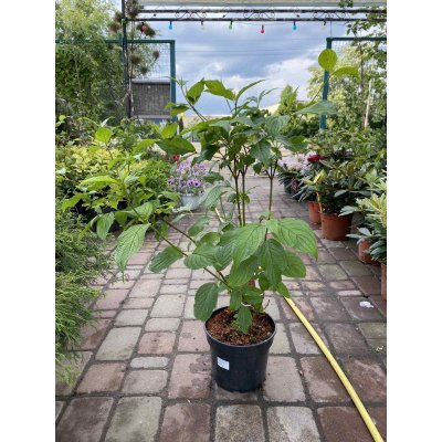 Саджанці купити Дерен білий (Cornus alba) "Siberian Pearls"/H 80-100 см/контейнер С7.5 L