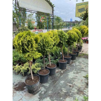 Саджанці купити Туя східна  "Ауреа Нана"/  (Thuja orientalis "Aurea Nana") /Stam 50 см/контейнер  С 20 L        