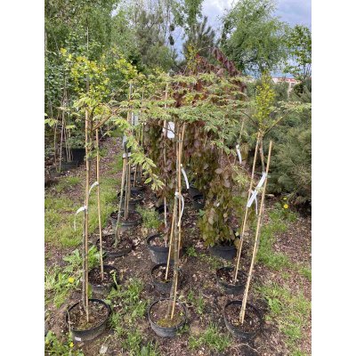 Саджанці купити Дзельква японська (Zelkova Serrata) "Variegata"/Stam 100-120 см/контейнер С5 L
