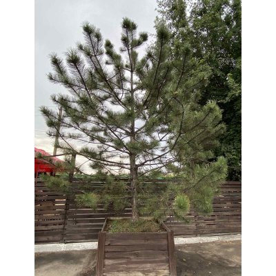 Саджанці купити Сосна кримська (сосна Палласа) /Н 400-500 см/ ком