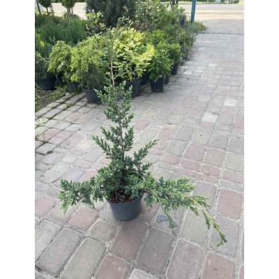 Саджанці купити Ялівець китайський "Блю Альпс"/ Juniperus chinensis "Blue Alps" / контейнер C2 L