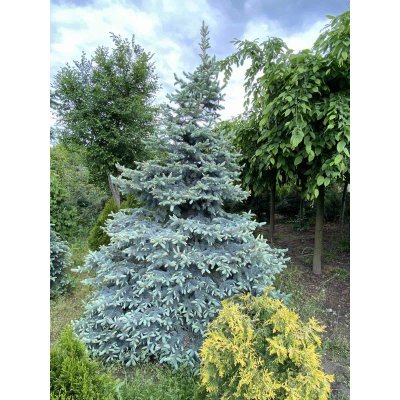Саджанці купити Ялина колюча форма блакитна (Picea pungens f. glauca)/H 300-350+ см/ком