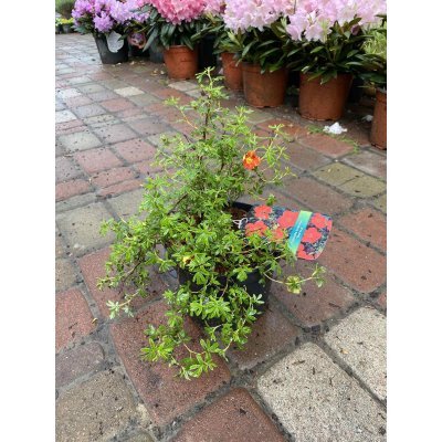 Саджанці купити Перстач чагарниковий (Potentilla fruticosa) "Red Ace"/ контейнер С5 L