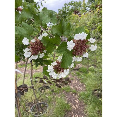 Саджанці купити Калина Саржента (Viburnum sargentii) "Onondaga"/Stam 165-170 см/контейнер