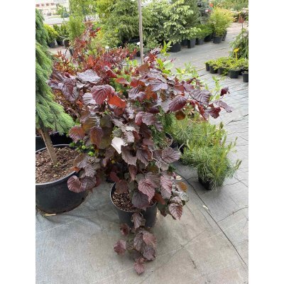 Саджанці купити Ліщина звичайна (Corylus avellana) "Red Majestic"/Н 80-100 см/контейнер