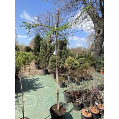 Саджанці купити Модрина європейська (Larix decidua) "Puli" /Stam 140-160 см/ контейнер С35 L