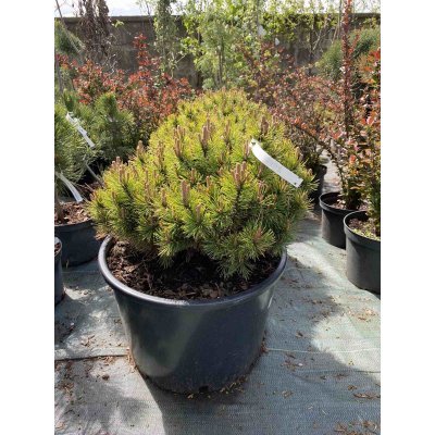 Саджанці купити Сосна гірська "Офір" (Pinus mugo) "Ophir" /Н 30-40 см/D60-70 см/контейнер C45 L