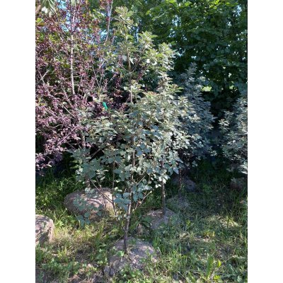Саджанці купити Горобина проміжна (Sorbus intermedia) скандинавська/шведська /Н 180-200 см/ ком