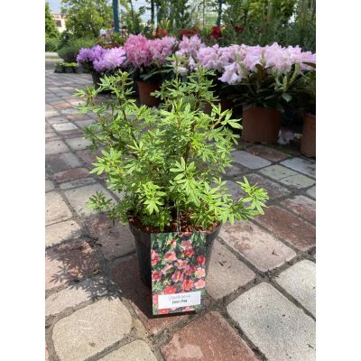 Саджанці купити Перстач чагарниковий (Potentilla fruticosa) "Lovely Pink"/"Pink Beauty"/контейнер С5 L