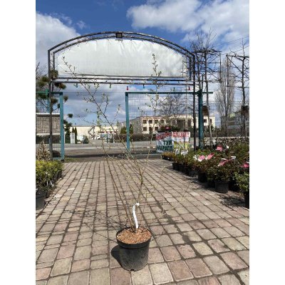 Саджанці купити Лох багатоквітковий / Гумі (Elaeagnus multiflora) / H 170-180 см / контейнер С12 L