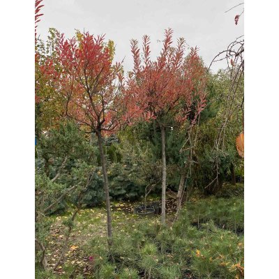 Саджанці купити Слива приземка (Prunus pumila) ''Depressa'' /Stam 120 см/АЛЕ 8-10см/ кому