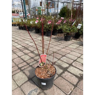 Саджанці купити Дерен білий (Cornus alba) "Siberian Pearls"/H 80-100 см/контейнер С7.5 L