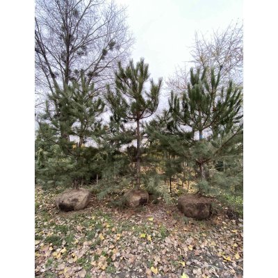 Саджанці купити Сосна кримська (сосна Палласа) /Н 300-400 см/ ком