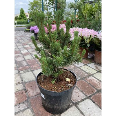 Саджанці купити Сосна гірська (Pinus mugo) "Winter Gold" /Н 35-40 см/контейнер С5 L