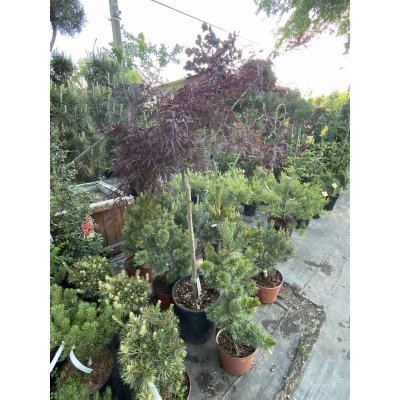 Саджанці купити Клен віяловий (Acer palmatum dissectum) "Garnet"/Stam 70-100 см/контейнер C15 L