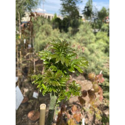 Саджанці купити Ясен звичайний (Fraxinus excelsior) "Crispa"/Stam 100-120 см/Н 140-150 см/контейнер С12 L