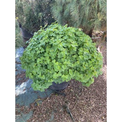 Саджанці купити Калина звичайна (Viburnum opulus) "Nanum"/D 70-80 см/контейнер C25 L