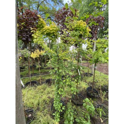 Саджанці купити Глід точковий (Crataegus punctata) "Aurea"/H150-220 см/контейнер С7.5 L