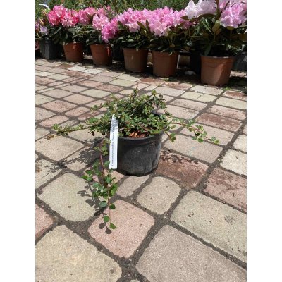 Саджанці купити Кизильник лежачий (Cotoneaster procumbens) "Queen of Carpets"/H 20-25 см/контейнер С2 L