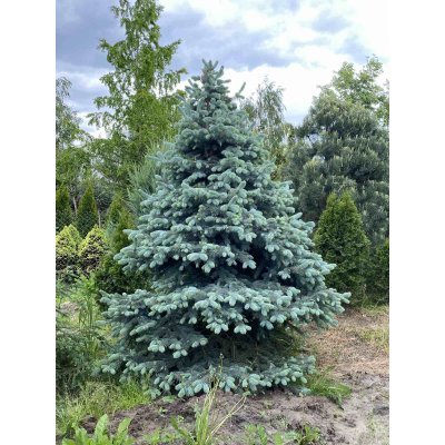 Саджанці купити Ялина колюча форма блакитна (Picea pungens f. glauca)/H 300-350+ см/ком
