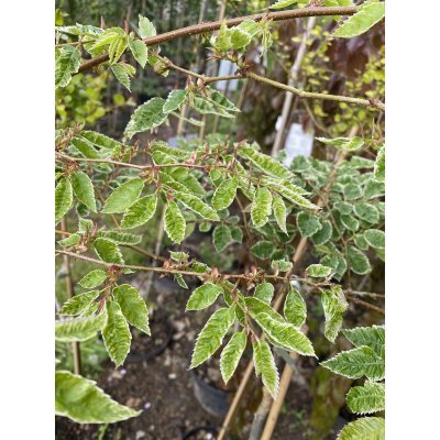 Саджанці купити Дзельква японська (Zelkova Serrata) "Variegata"/Stam 100-120 см/контейнер С5 L