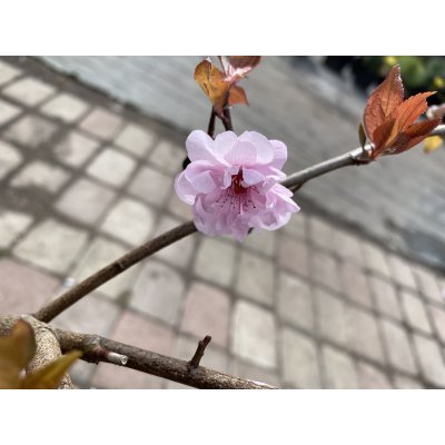 Саджанці купити Слива Блайра (Prunus blireana)/Н 80-100 см/контейнер С5 L