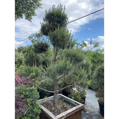 Саджанці купити Сосна звичайна "Нивакі" (Pinus Sylvestris "Niwaki") / H 180хD150 см / контейнер