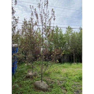 Саджанці купити Черемха віргінська (Prunus virginiana) "Shubert" / H 350-400 см/АЛЕ 18-20см / ком
