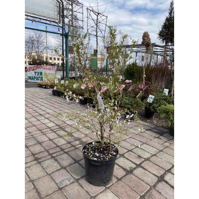 Саджанці купити Вишня японська (Prunus incisa) "Kojou-no-mai"/Н 70-80 см/контейнер С7.5 L