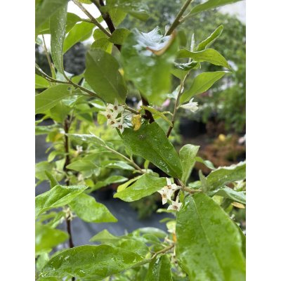 Саджанці купити Лох багатоквітковий / Гумі (Elaeagnus multiflora) / H 170-180 см / контейнер С12 L