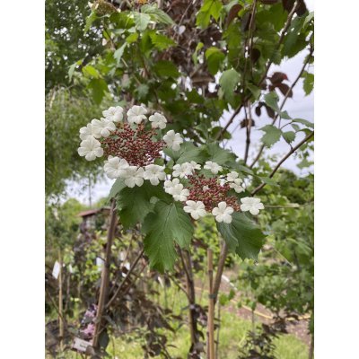 Саджанці купити Калина Саржента (Viburnum sargentii) "Onondaga"/Stam 165-170 см/контейнер