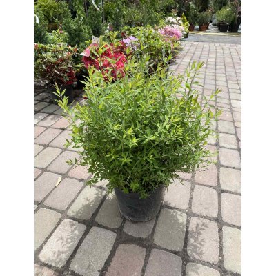 Саджанці купити Спірея сіра (Spiraea cinerea) "Grefsheim" / контейнер C3, C5 L