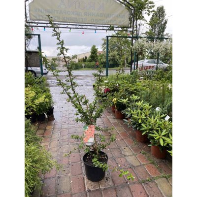 Саджанці купити Пираканта (Pyracantha) "Orange Glow" / контейнер C10 L