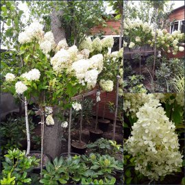 Гортензія волотиста "Лайм Лайт"/ (Hydrandea paniculata) "Limelight"/Stam 100 см/контейнер