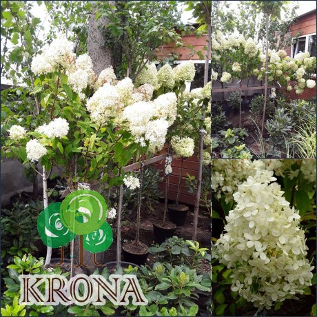 Саджанці купити Гортензія волотиста "Лайм Лайт"/ (Hydrandea paniculata) "Limelight"/Stam 100 см/контейнер