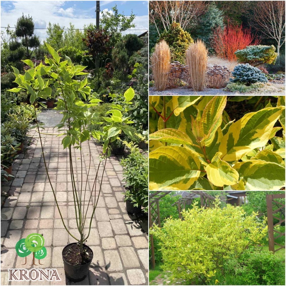 Саджанці купити Дерен білий (Cornus alba) "Gouchaultii" /Н 100 см+/контейнер C5 L