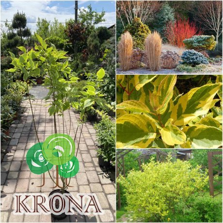 Саджанці купити Дерен білий (Cornus alba) "Gouchaultii" /Н 100 см+/контейнер C5 L