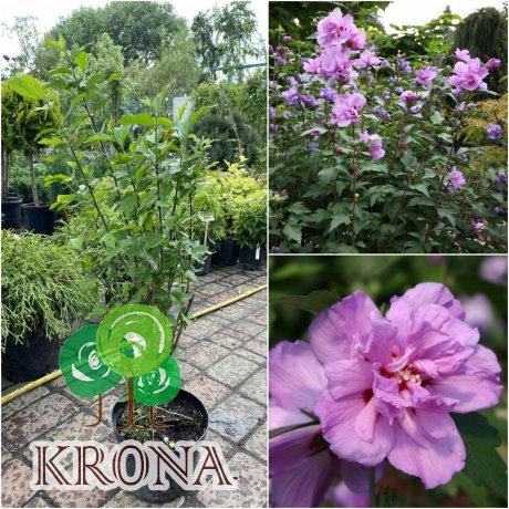 Саджанці купити Гібіскус сирійський "Ardens"/Н 80-90 см / контейнер С5